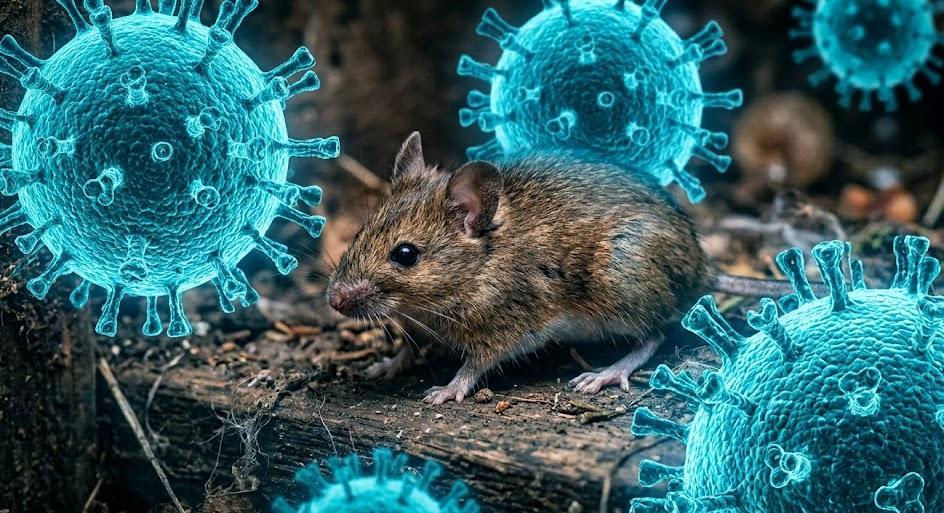 إسرائيل تسجل أول إصابة مؤكدة بفيروس هانتا القاتل