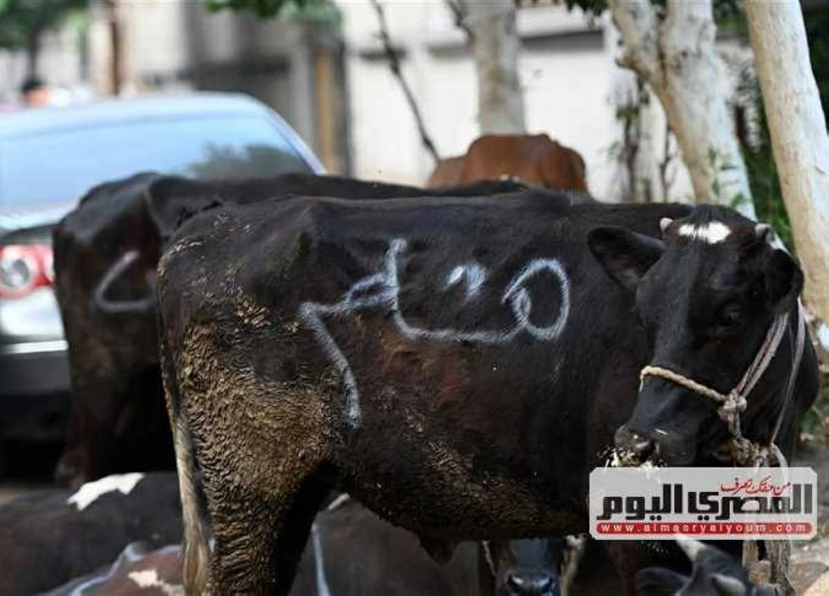 قبل عيد الأضحى بأيام.. تحرك برلمانى لمواجهة ارتفاع أسعار الأضاحى
