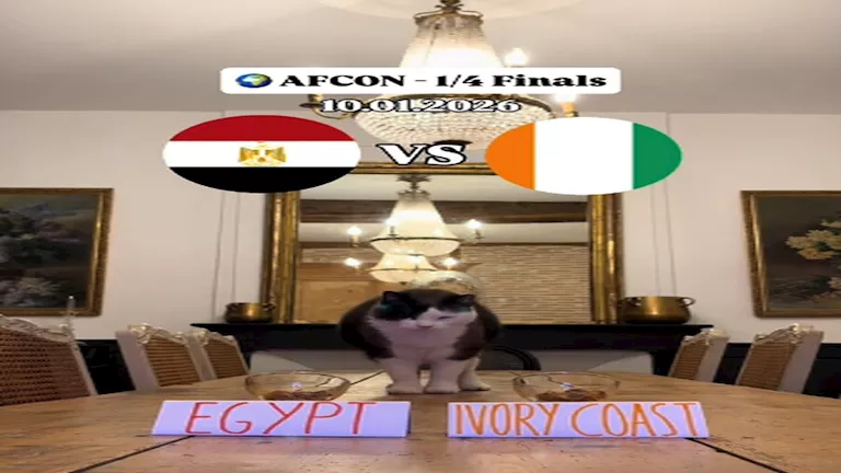 قط وببغاء ودولفين.. تعرف على أحدث توقعات نتيجة مباراة مصر وكوت ديفوار