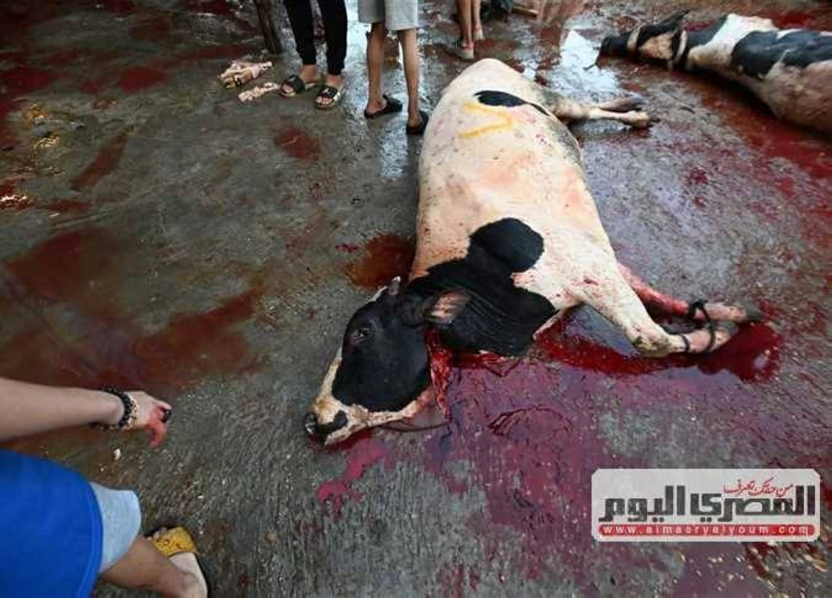 قبل عيد الأضحى 2026.. عقوبات الذبح في الشوارع تصل للحبس والغلق