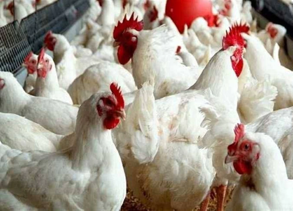 انخفاض كبير للكيلو.. أسعار الفراخ اليوم السبت 28 مارس 2026 في بورصة الدواجن