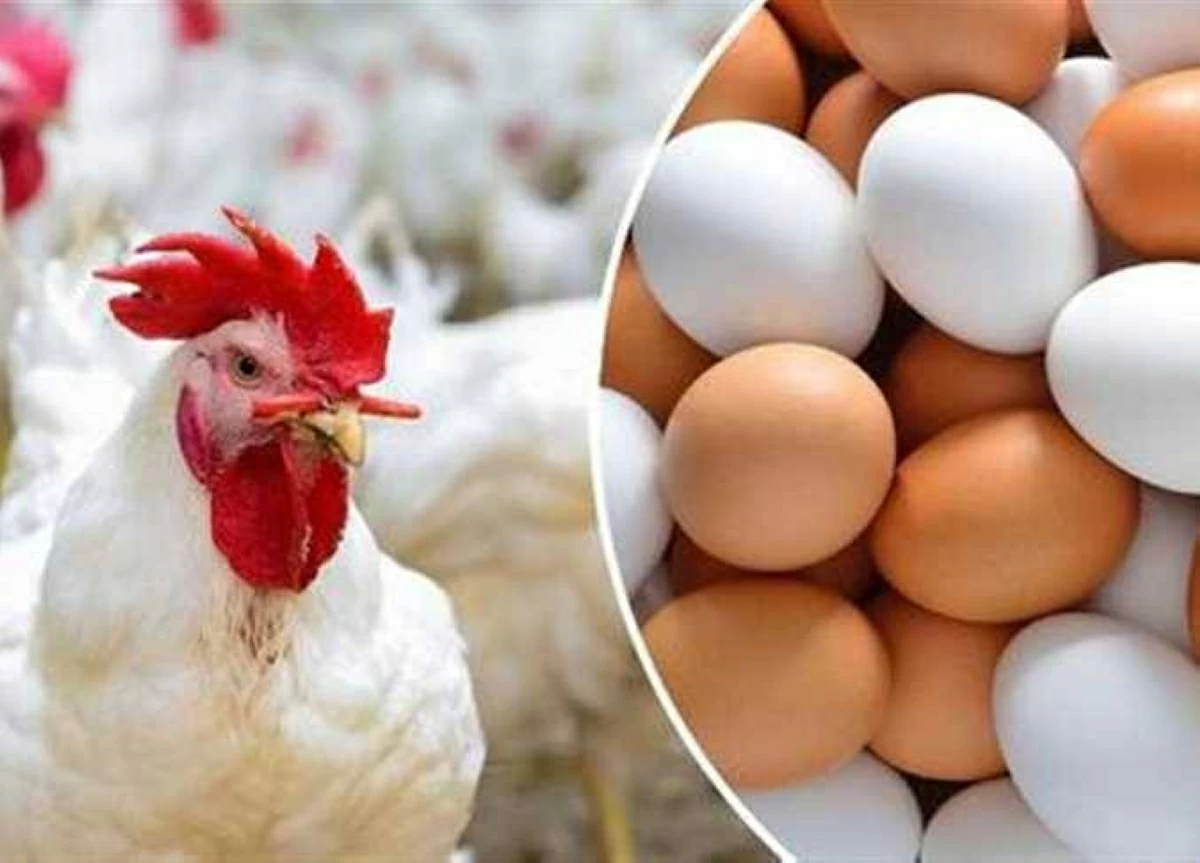 بعد التراجع الأخير.. سعر الفراخ والبيض في أسواق وبورصة الشرقية اليوم الإثنين 18-5-2026