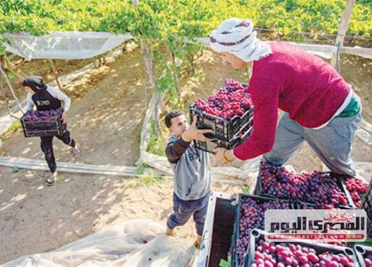 نائب رئيس شعبة الخضروات: «العنب بـ230 جنيها» شائعات.. والأسعار تتراجع قريبًا