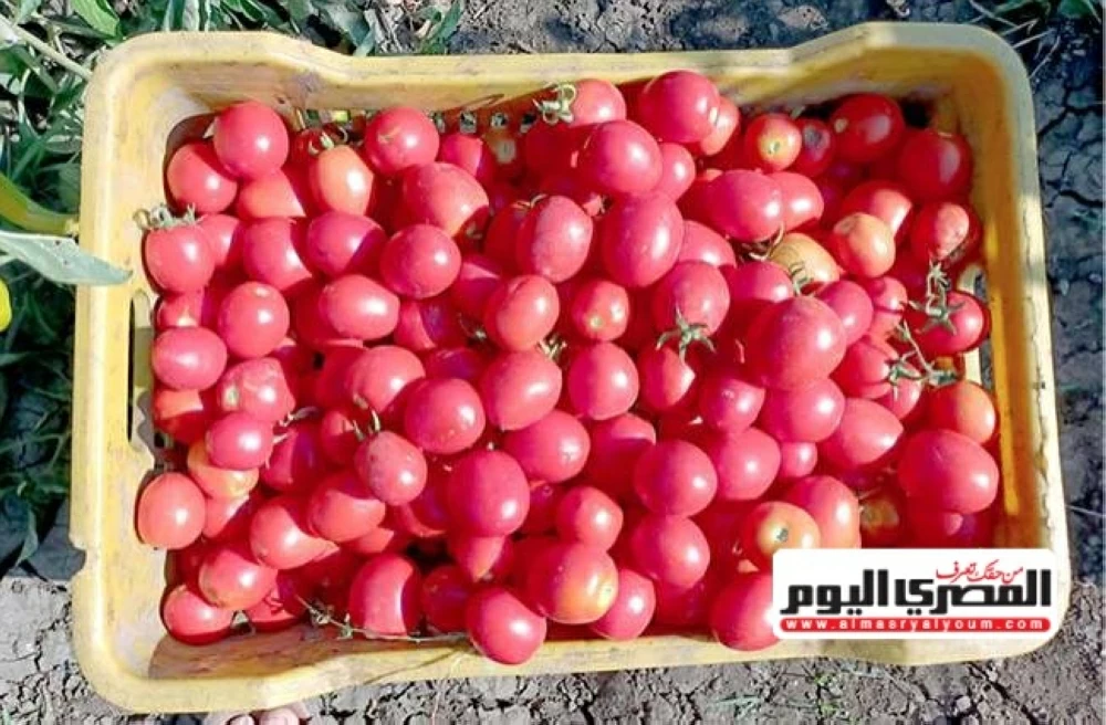 بعد تصريحات «مدبولي».. ما حقيقة انخفاض سعر الطماطم إلى 15 جنيه؟