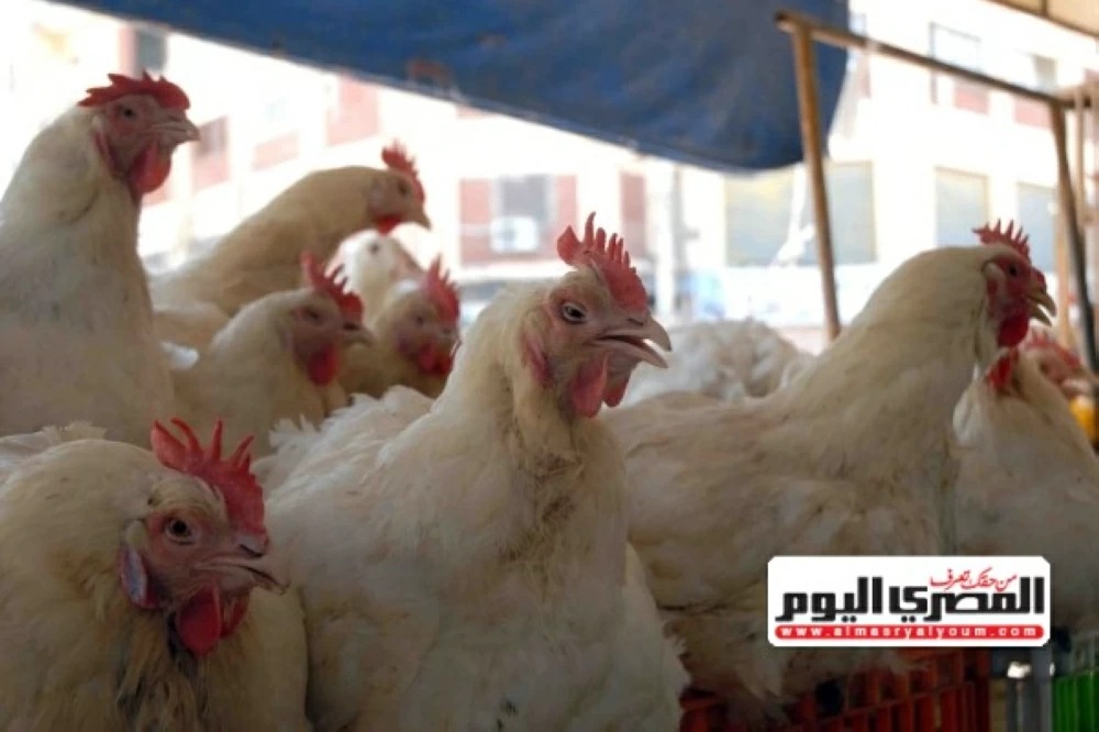 وزير الزراعة يكشف عن سبب ارتفاع أسعار الدواجن بالأسواق
