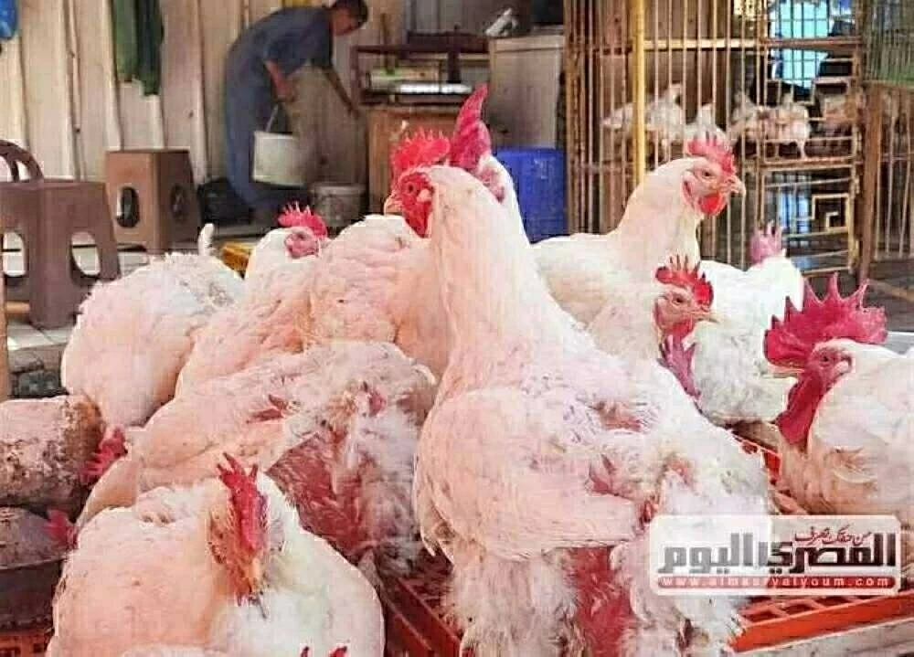 بعد بيان وزارة الزراعة.. شعبة الدواجن تحدد السعر العادل لكيلو الفراخ البيضاء قبل رمضان 2026