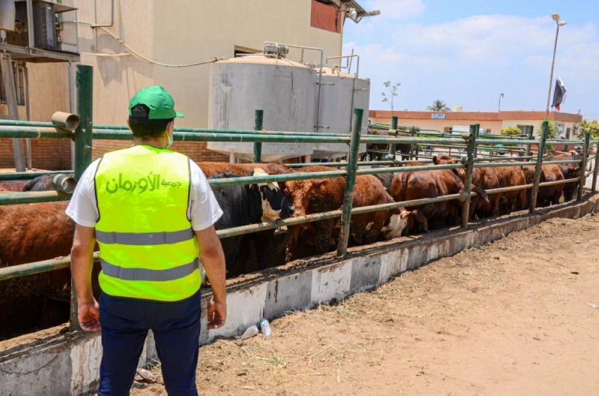 توزيع 5 آلاف كيلو لحوم ضمن مشروع «صك الأضحية» بمطروح خلال عيد الأضحى