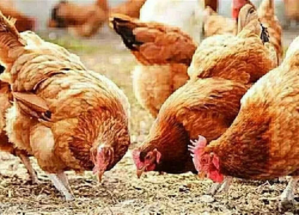 سعر كيلو الفراخ وطبق البيض في أسواق وبورصة الشرقية اليوم الخميس 12-2-2026