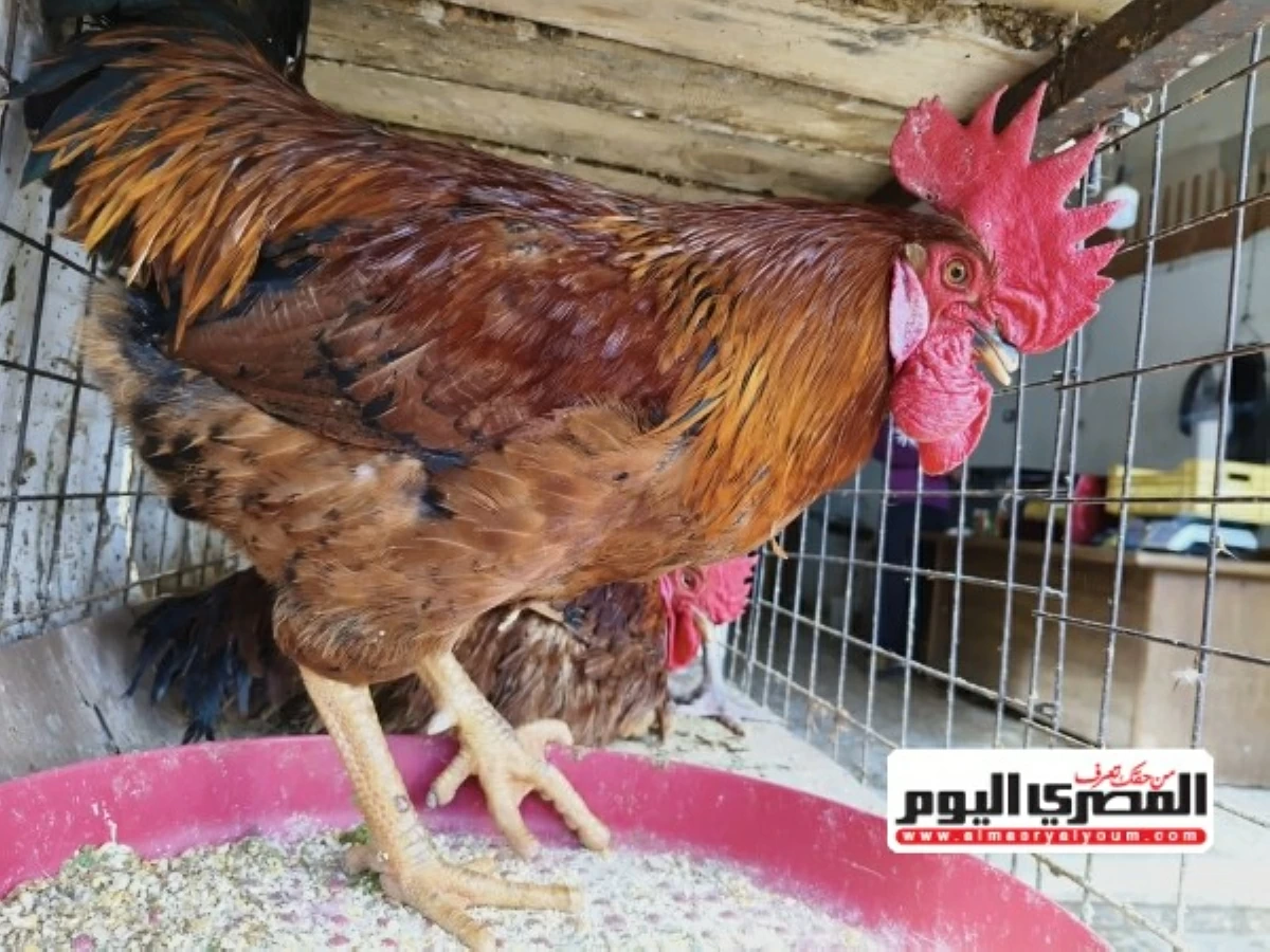 أسعار الفراخ البيضاء والساسو وكرتونة البيض اليوم الثلاثاء 5 مايو 2026