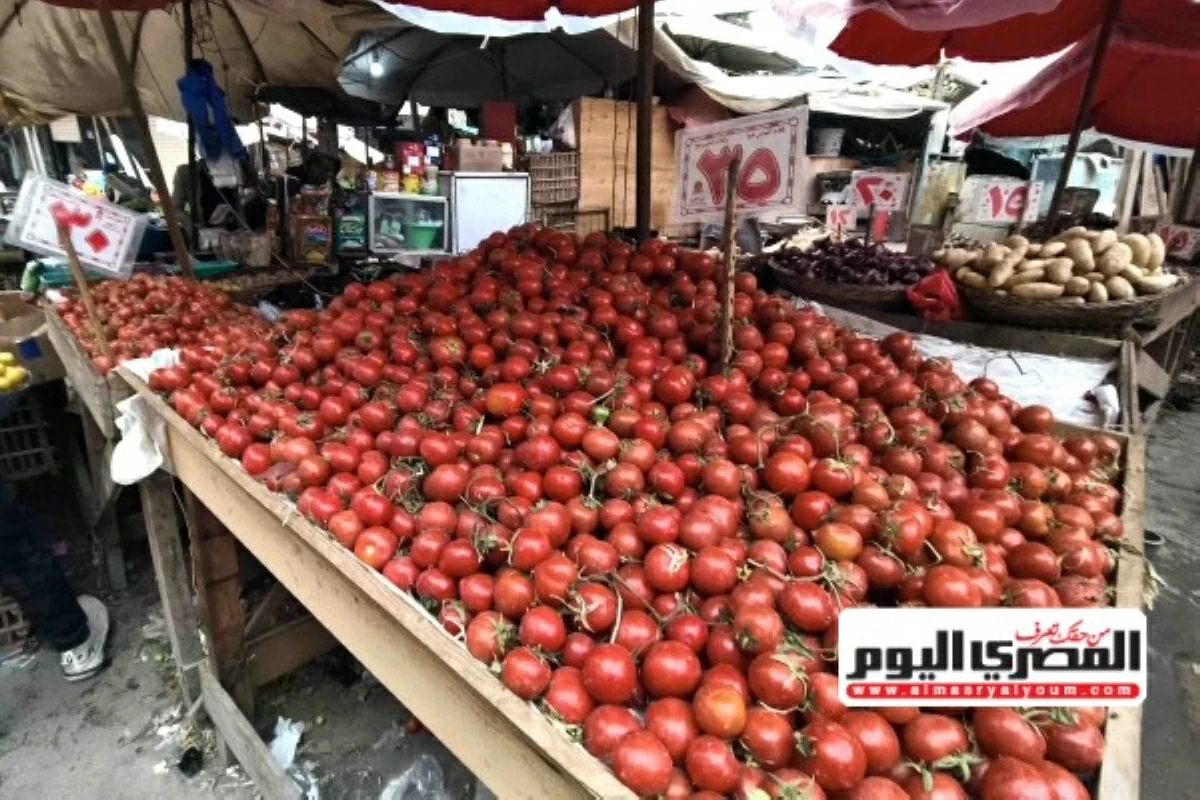 «مجنونة يا أوطة».. «المصرى اليوم» ترصد رحلة صعود محصول الطماطم لـ 50 جنيها (ملف خاص)