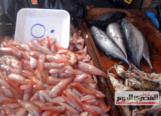 أسعار السمك البلطي والكابوريا والجمبري بالأسواق اليوم الخميس 13 نوفمبر 3035