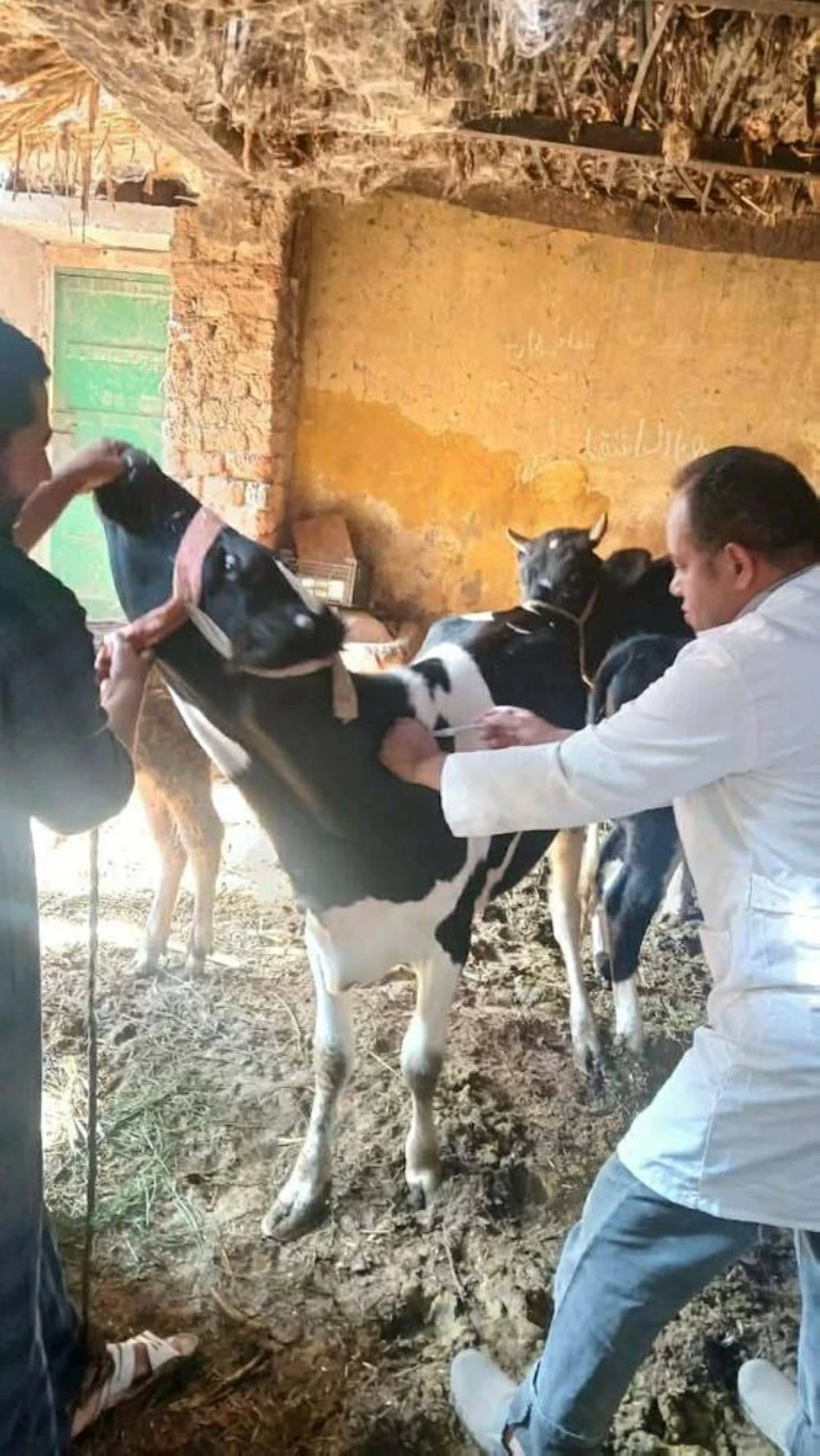 هل تنتقل الحمى القلاعية إلى البشر عبر تناول اللحوم المصابة؟ الخدمات البيطرية تجيب