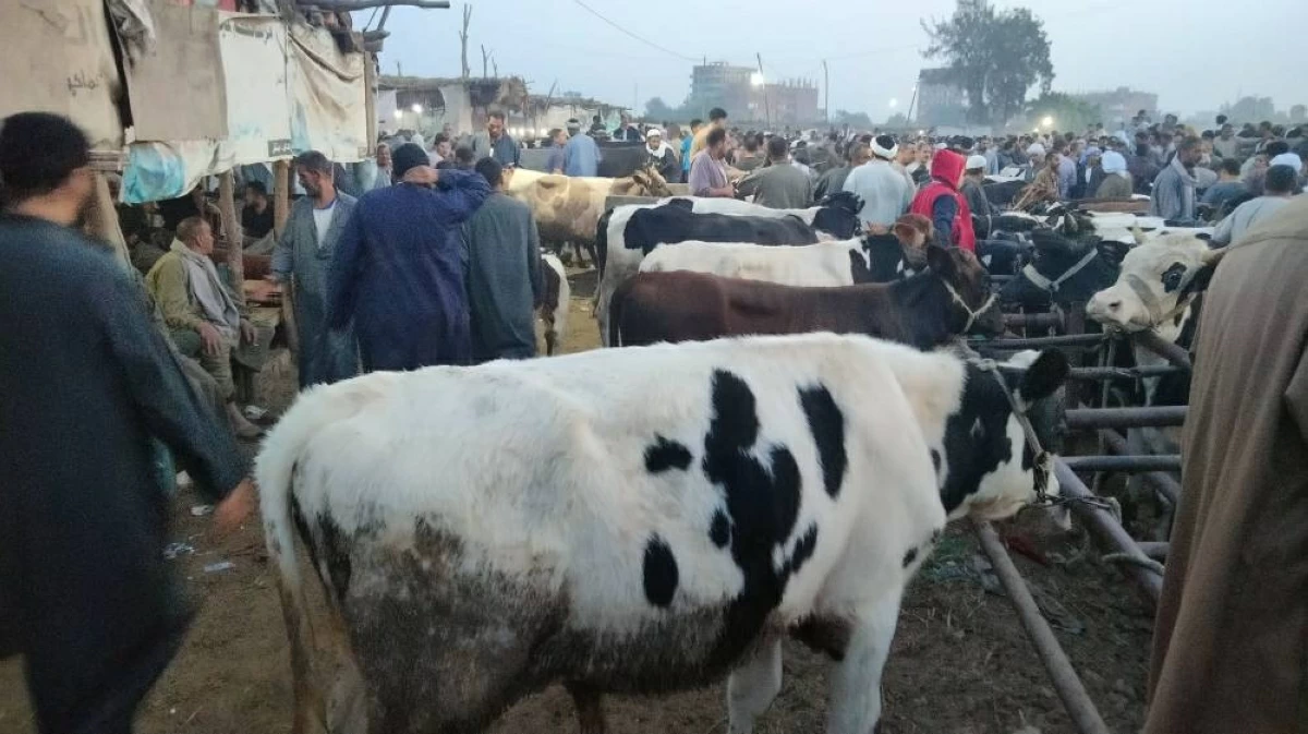 أسعار الأضاحى بشوادر القليوبية قبل عيد الأضحى.. كيلو اللحم القائم بـ180 جنيهًا