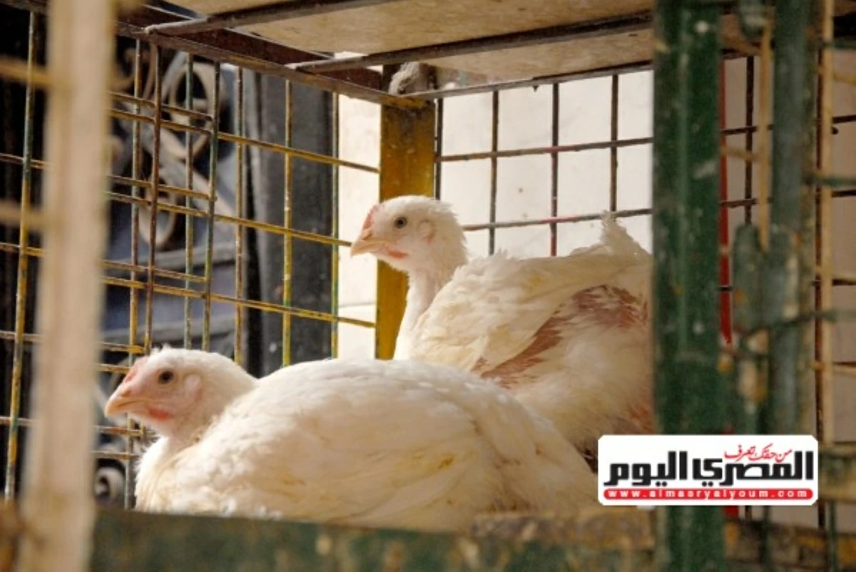 واحد بس فى تاريخ مصر اللى حقن الفراخ بالهرمونات.. عميد «طب بيطري القاهرة» الأسبق يكشف مفاجأة