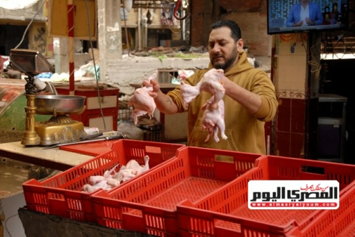 لماذا ارتفعت أسعار الدواجن رغم موسم الأضاحي؟.. رئيس الشعبة يجيب