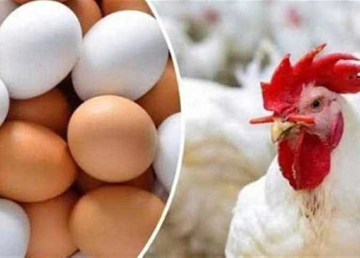 بكام الفراخ النهارده؟.. أسعار الدواجن والبيض في أسواق الشرقية الجمعة 15-5-2026