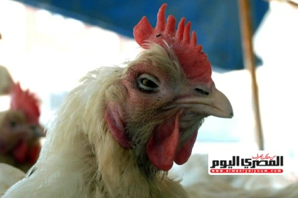 هل تصل لـ 90 جنيهًا قبل رمضان؟ اتحاد المنتجين: أسعار الدواجن أقل من العام الماضي