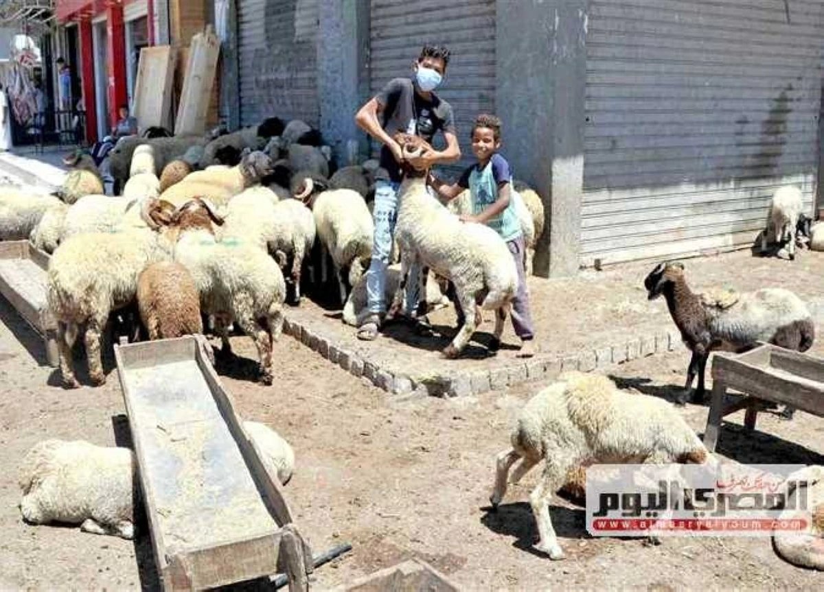 شوادر الأضحى 2026.. «التموين» تطرح الخراف الحية بأسعار مخفضة فى 13 محافظة