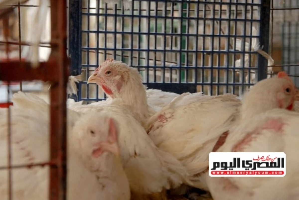 ارتفاع الكيلو.. أسعار الفراخ اليوم الثلاثاء 5 مايو 2026 في بورصة الدواجن